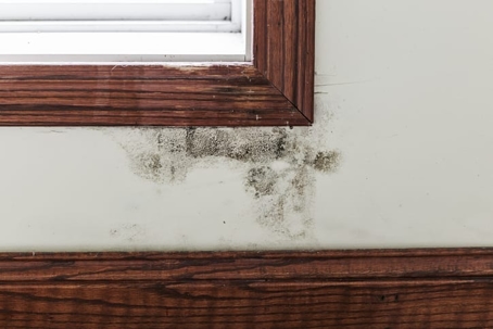 mold growing in the house